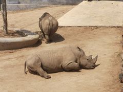 -西霞口神雕山野生动物世界