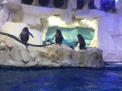 -华夏文旅海洋公园