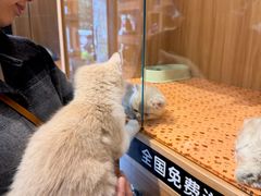 -欣宠猫屋·矮脚拿破仑·蓝金金渐层