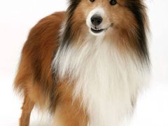 -多卡布奇宠物生活馆(上林世家店)