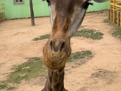 -西霞口神雕山野生动物世界