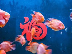 -海合安天津极地海洋公园