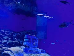 -海合安武汉极地海洋公园