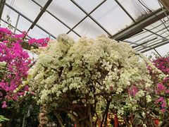 -呀路古热带植物园