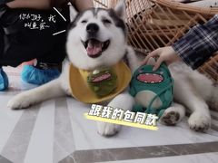 -星多哈·狗咖·拼豆·咖啡