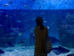 -吴淞炮台湾湿地森林公园烧烤区