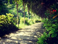 -木兰云雾山