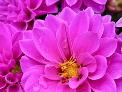 -叶家花园