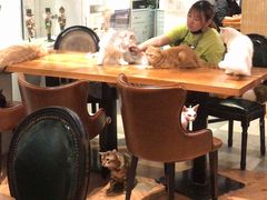 -猫小院猫主题餐厅(三里屯店)