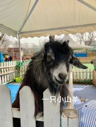 -萌宠亲子动物乐园(槐房万达店)