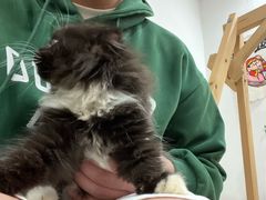 -楼上猫咖(罗湖店)