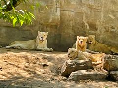 -北京野生动物园