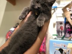 -小尾巴宠物店(万科·金域华庭店)