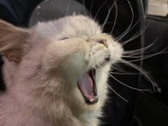-伟伟宠物医院·瑞派猫友好医院·猫科(光谷店)
