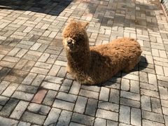 -长白岛森林公园