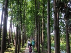 -上海长兴岛郊野公园