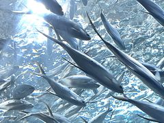 -上海海洋水族馆