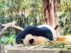 -广州长隆野生动物世界