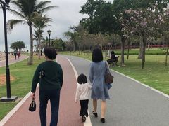 -野狸岛