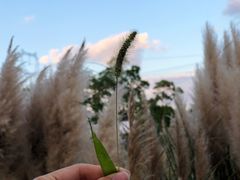 -嘉北郊野公园