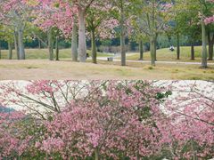 -风云岭森林公园