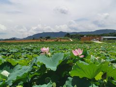 -光明小镇欢乐田园