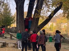 -千年银杏谷文化旅游区