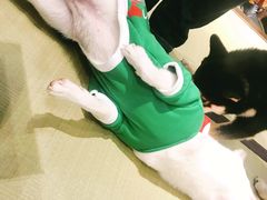 -逗柴咖啡屋·狗咖猫咖宠物桌游