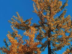 -洛阳白云山景区