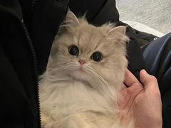 -欣宠猫屋·矮脚拿破仑·蓝金金渐层