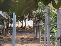 -马陆小张葡萄园农家乐