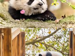 -都江堰中华大熊猫苑