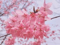 -绵阳盛世樱花悠乐谷