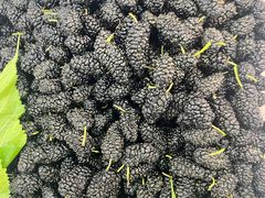 -五里多农博广场