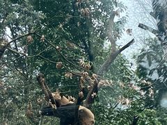 -都江堰中华大熊猫苑