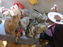 -万小咖.猫咖(中山路天虹店)