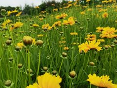 -西山漾湿地公园