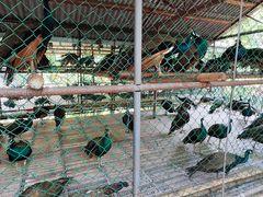 -西双版纳原始森林公园