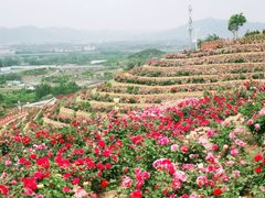 -密云玫瑰情园