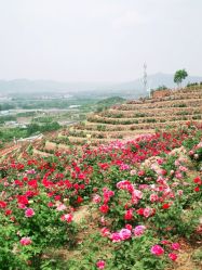 -密云玫瑰情园