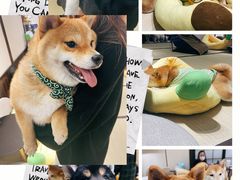 -逗柴咖啡屋·狗咖猫咖宠物桌游