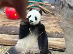 -海南热带野生动植物园