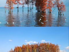 -大理.老字号渝记酸萝卜乌鱼(古城总店)