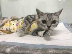 -达爱动物医院·犬猫分区·CT·复杂眼科(远洋山水分院)
