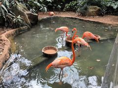 -海南热带野生动植物园