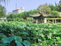 -莲湖公园