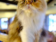 -more than meow吴止猫主题餐厅(承德 中船汇店)