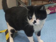 -万博宠物医院·手术·诊疗(未央凤城五路店)