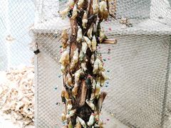 -上海大自然野生昆虫馆