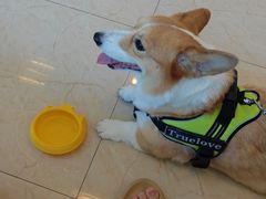 -瑞派申生动物医院·24H夜诊·国际动物医疗中心·骨外科(吴中路店)